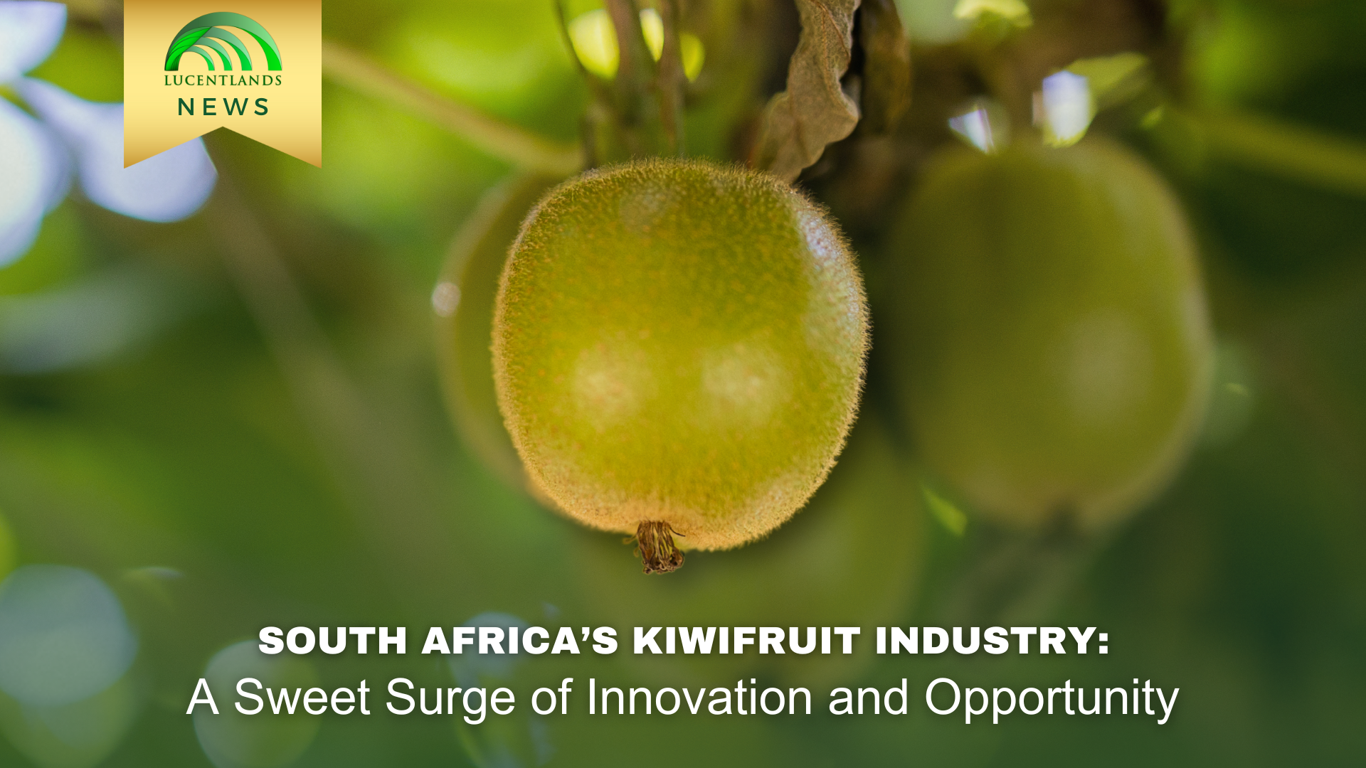 South Africa’s Kiwifruit Industry: A Sweet Surge of Innovation and Opportunity