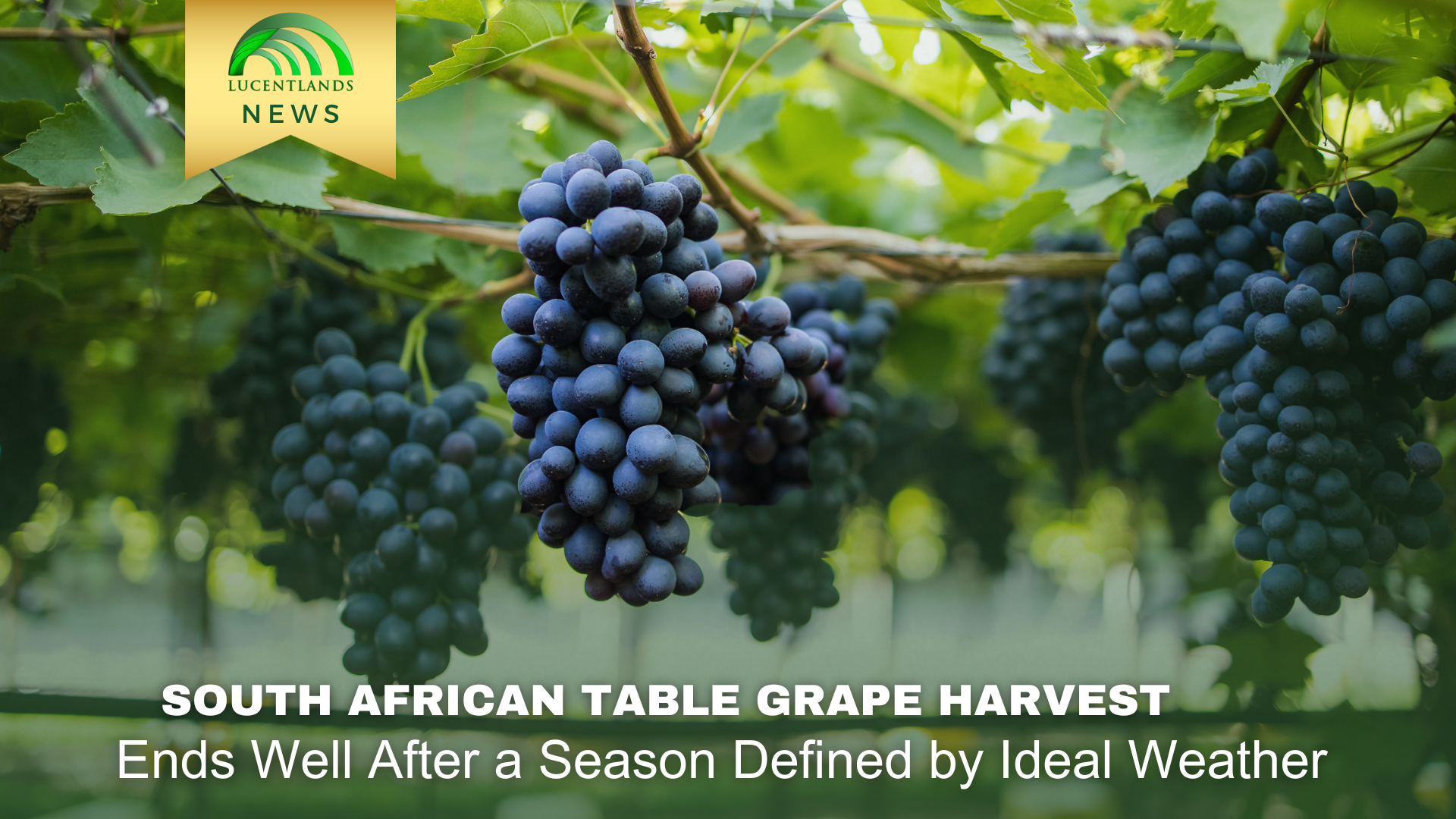 South African Table Grape Harvest Ends Well